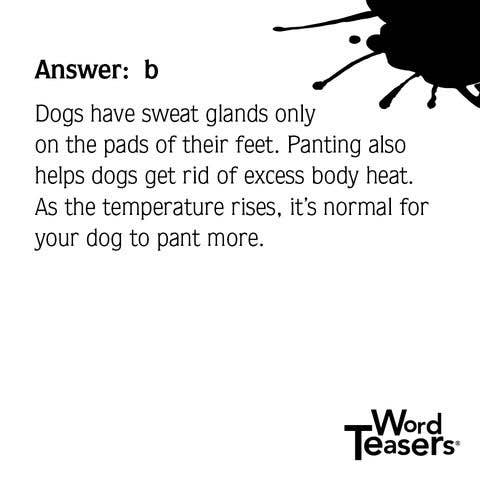 WordTeasers - About Dogs