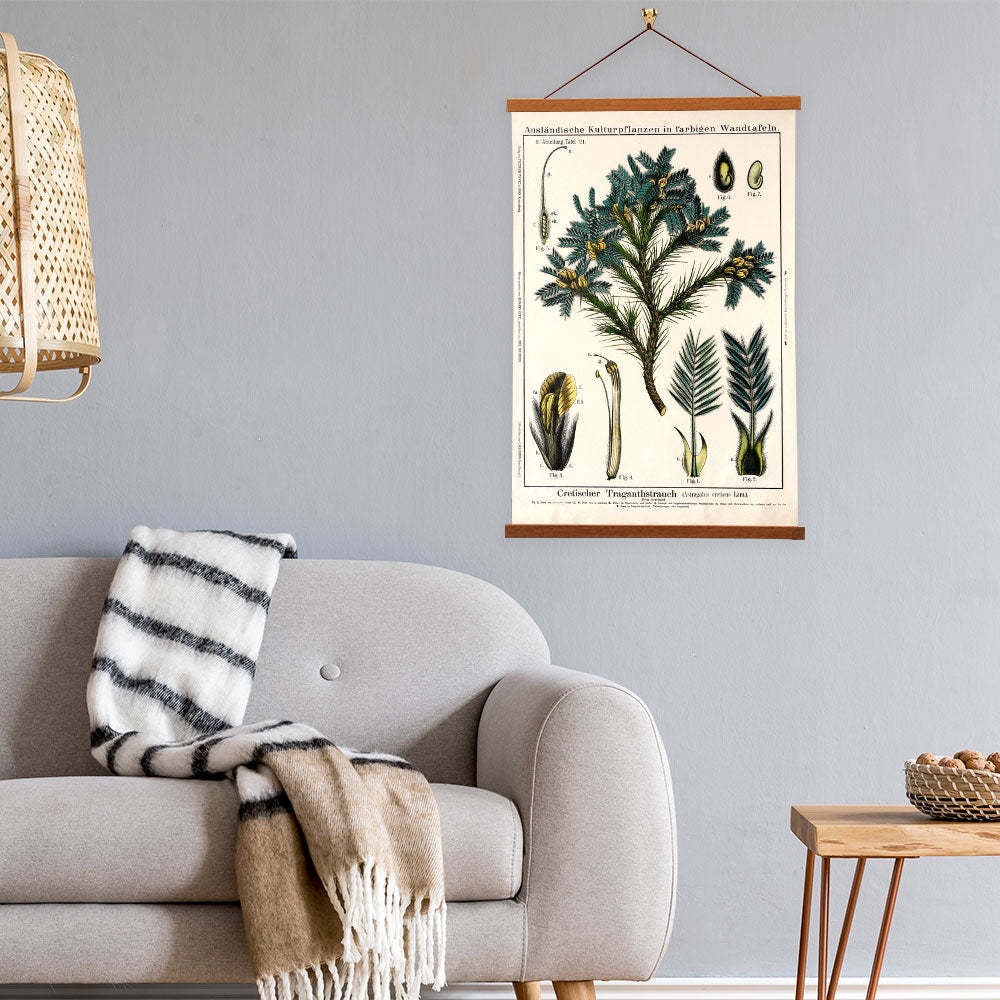 Tragacanth Tree by Hermann Zippel and Carl Bollmann Botanical Prints Canvas Wall Art with Magnetic Hanger