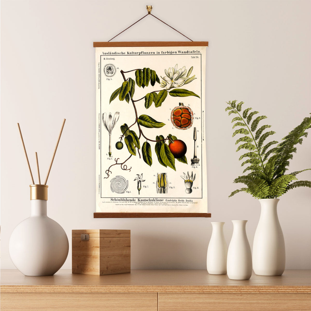 Rubber Vine Tree by Hermann Zippel and Carl Bollmann Botanical Prints Canvas Wall Art with Magnetic Hanger