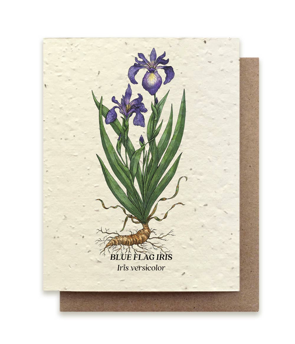 Small Victories - Blue Flag Iris Plantable Wildflower Seed Card