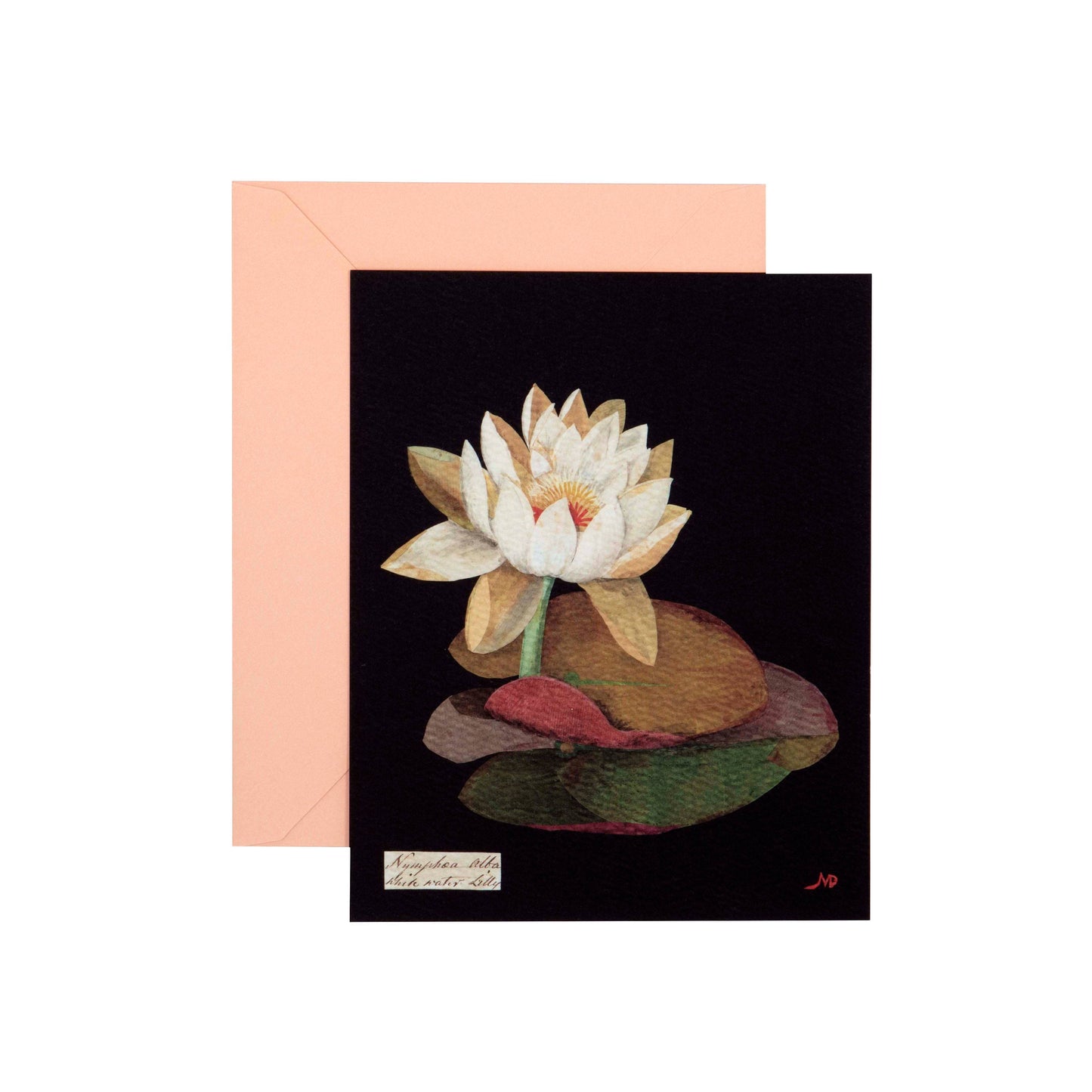 Chronicle Books - Paper Flowers Cards and Envelopes