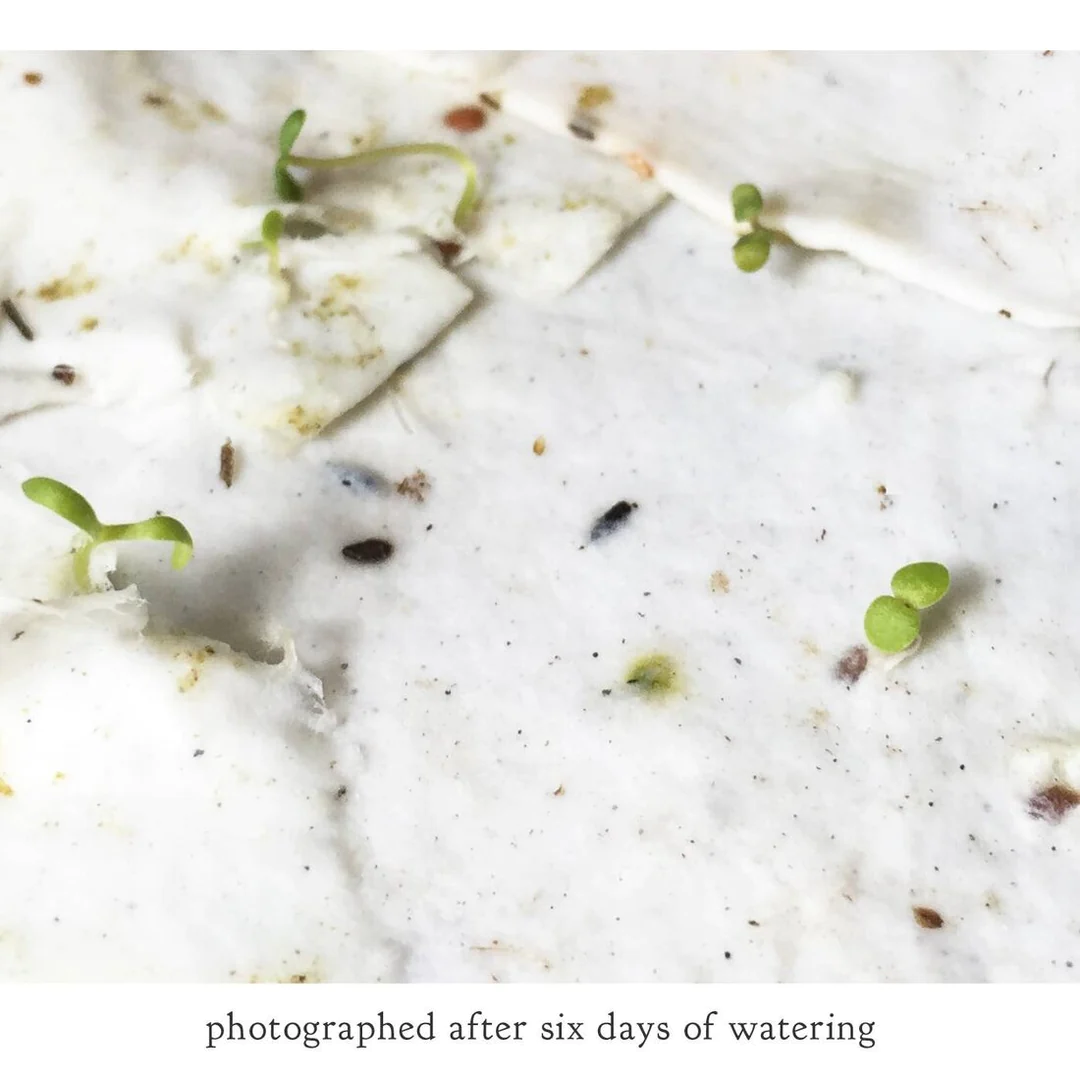 Small Victories - California Poppy Plantable Wildflower Seed Card