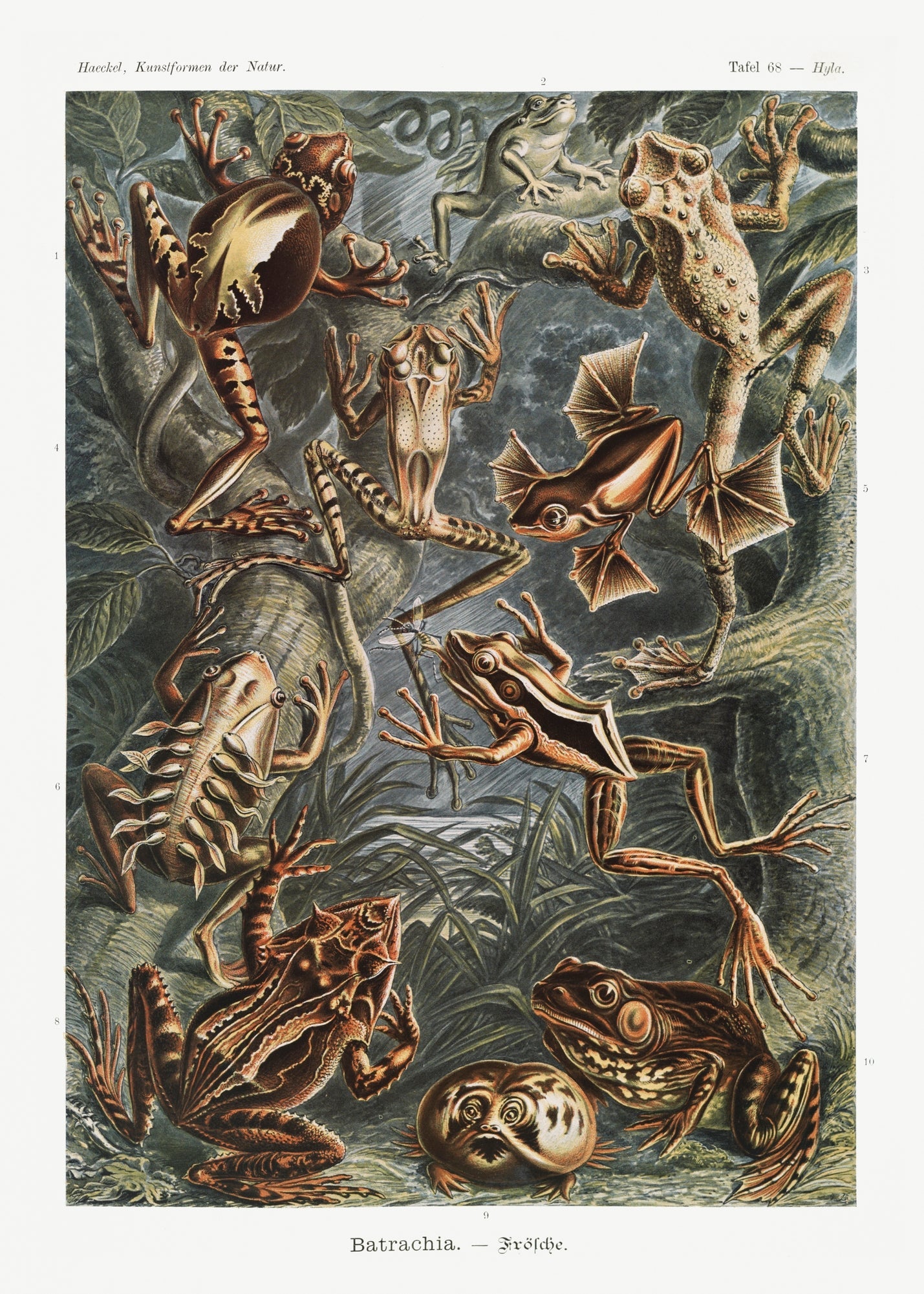 Batrachia–Frösche (Frogs) by Ernst Haeckel