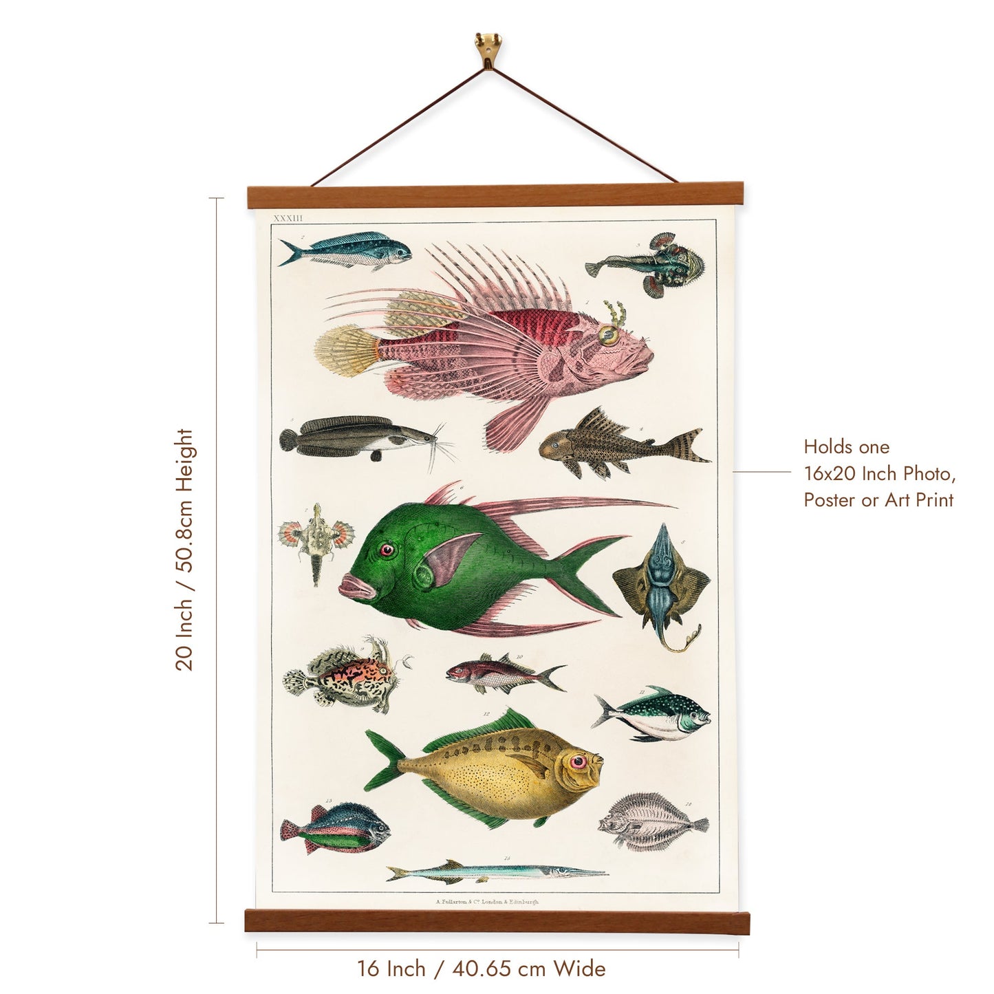Collection of various fishes (No. 33) by Oliver Goldsmith
