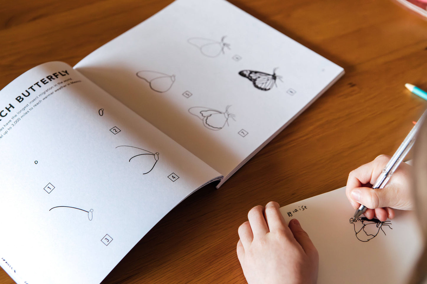 Paige Tate & Co. - How to Draw Bugs for Kids (Butterflies, Bees, Ladybugs)