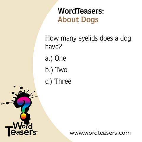 WordTeasers - About Dogs