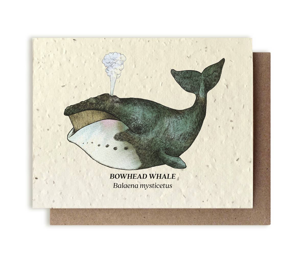 Small Victories - Bowhead Whale Plantable Wildflower Seed Card