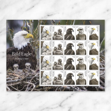 Bald Eagle Hatchling to Adult Forever® USPS Stamps – Sheet of 20