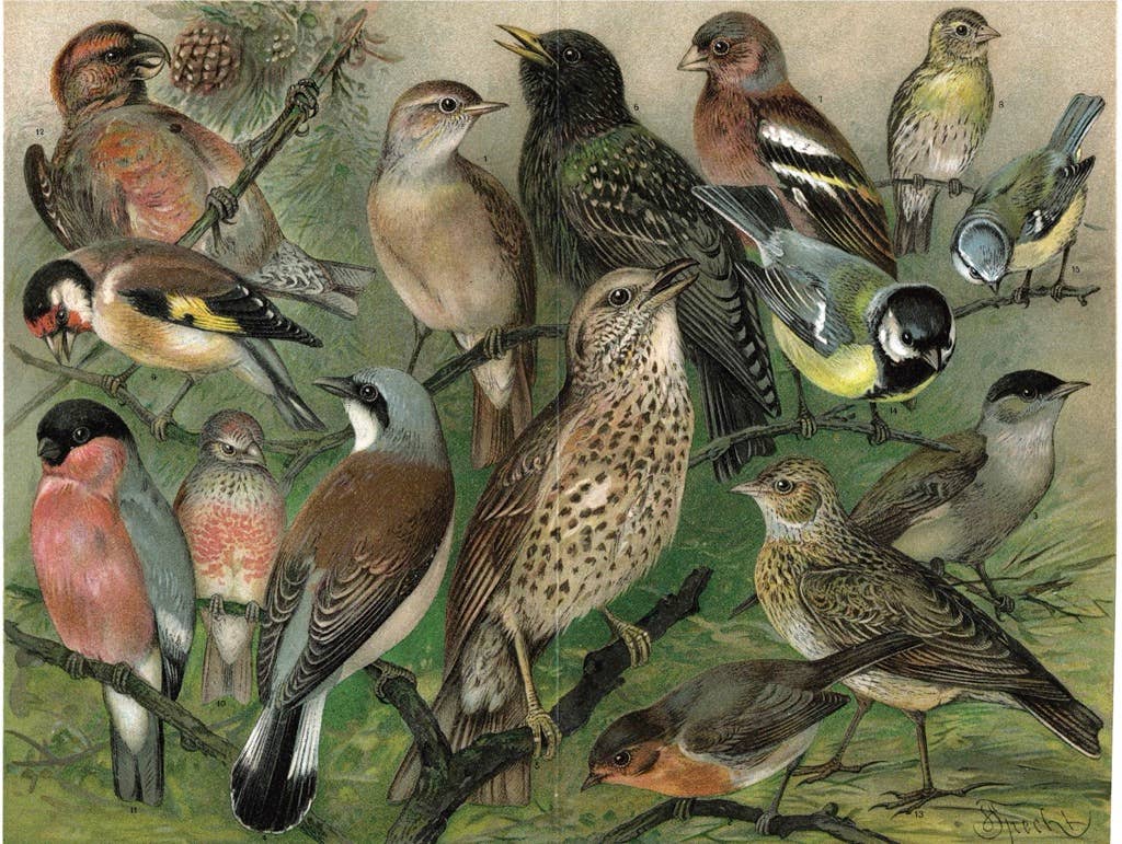 New York Puzzle Company - Songbirds - 1000 Piece Jigsaw Puzzle