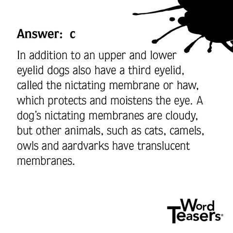 WordTeasers - About Dogs