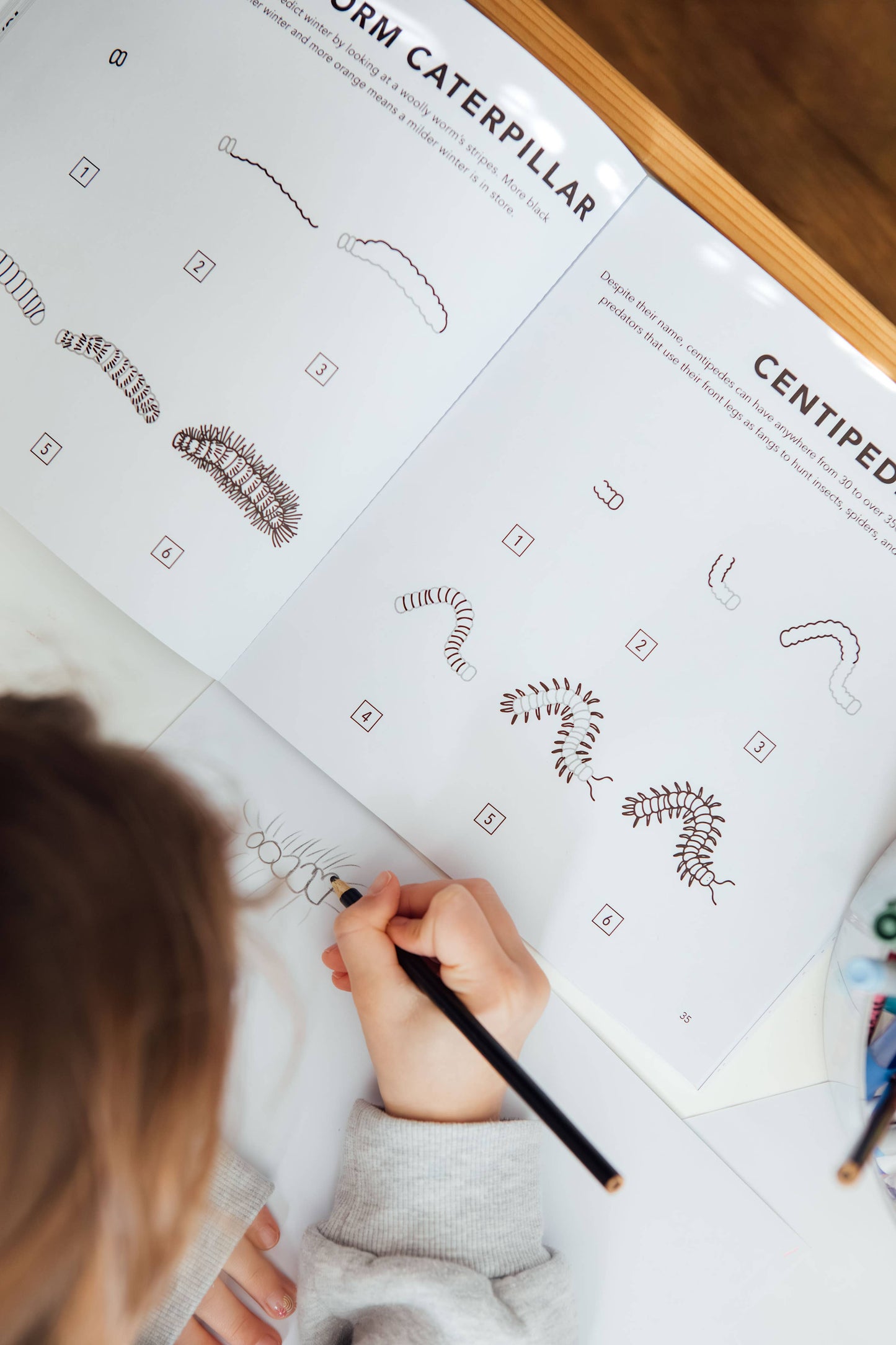 Paige Tate & Co. - How to Draw Bugs for Kids (Butterflies, Bees, Ladybugs)