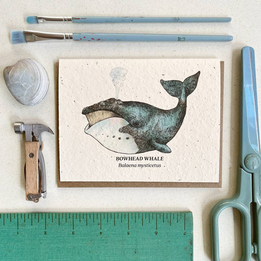 Small Victories - Bowhead Whale Plantable Wildflower Seed Card