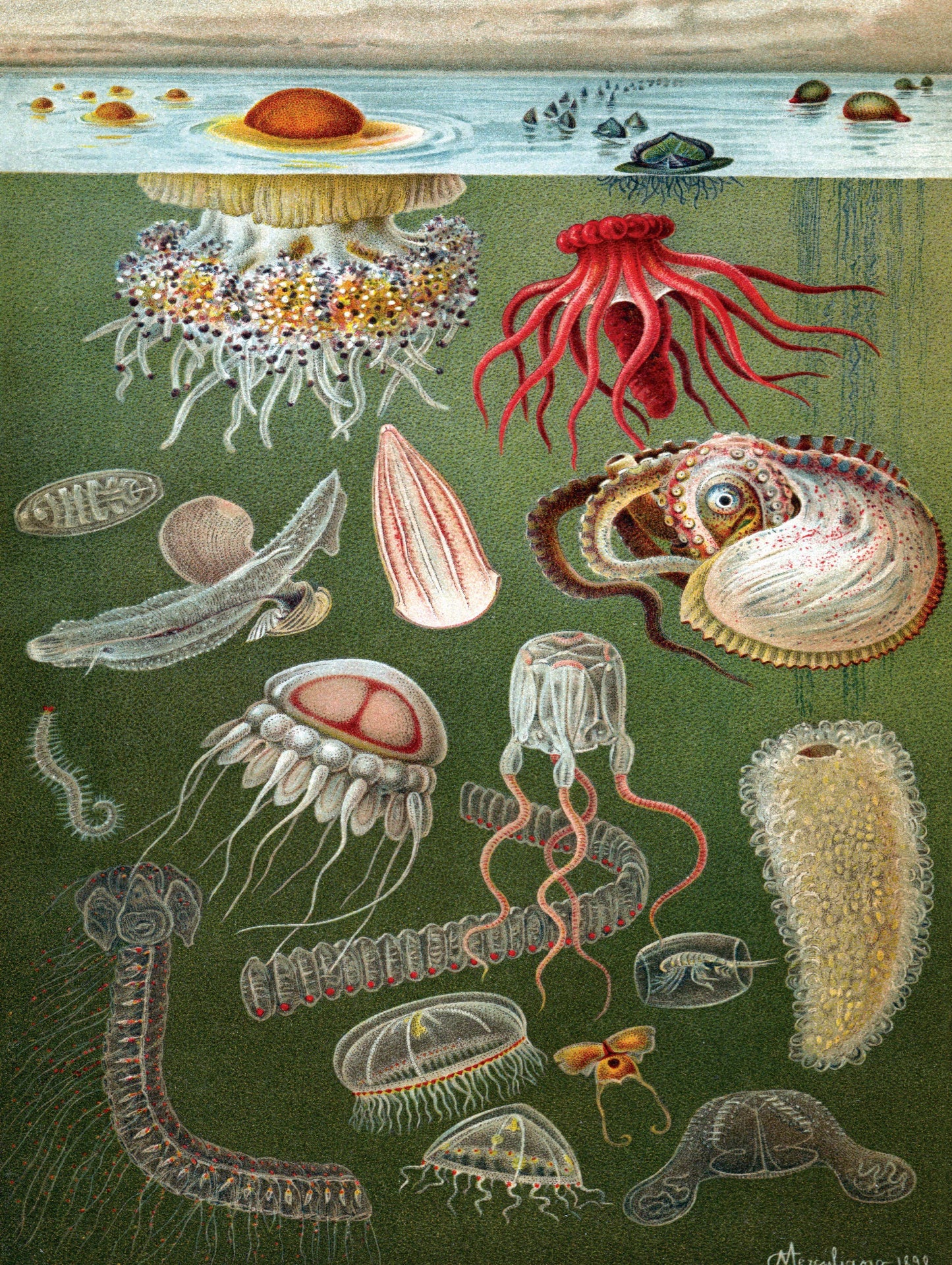 New York Puzzle Company - Under the Sea - 1000 Piece Jigsaw Puzzle