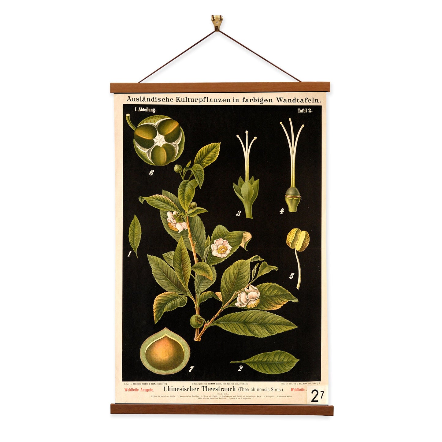 Tea Plant by Hermann Zippel and Carl Bollmann  Botanical Prints Canvas Wall Art with Magnetic Hanger