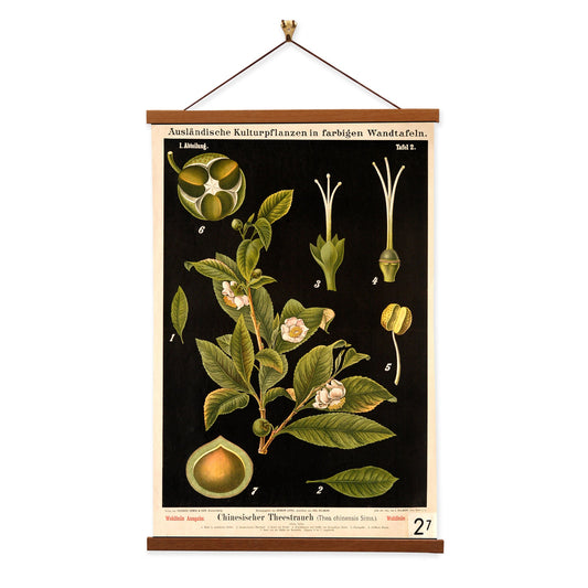 Tea Plant by Hermann Zippel and Carl Bollmann  Botanical Prints Canvas Wall Art with Magnetic Hanger