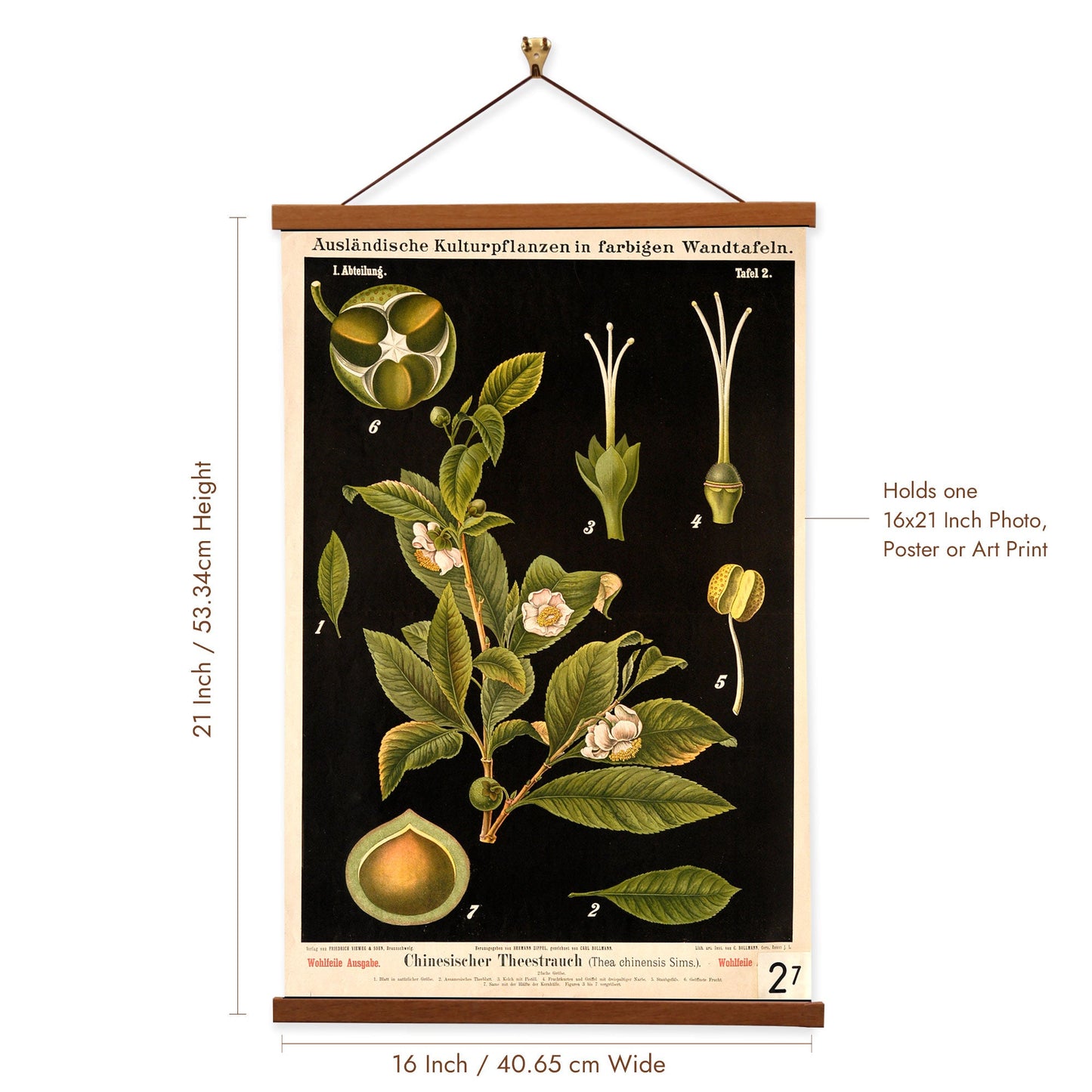 Tea Plant by Hermann Zippel and Carl Bollmann  Botanical Prints Canvas Wall Art with Magnetic Hanger