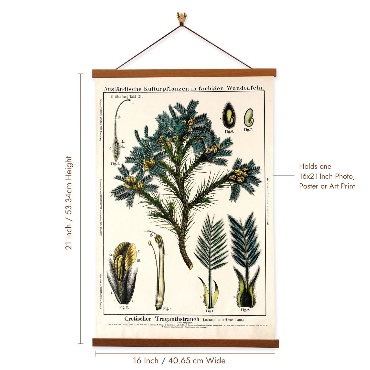 Tragacanth Tree by Hermann Zippel and Carl Bollmann  Botanical Prints Canvas Wall Art with Magnetic Hanger