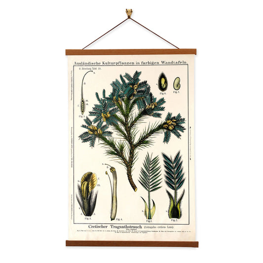 Tragacanth Tree by Hermann Zippel and Carl Bollmann  Botanical Prints Canvas Wall Art with Magnetic Hanger