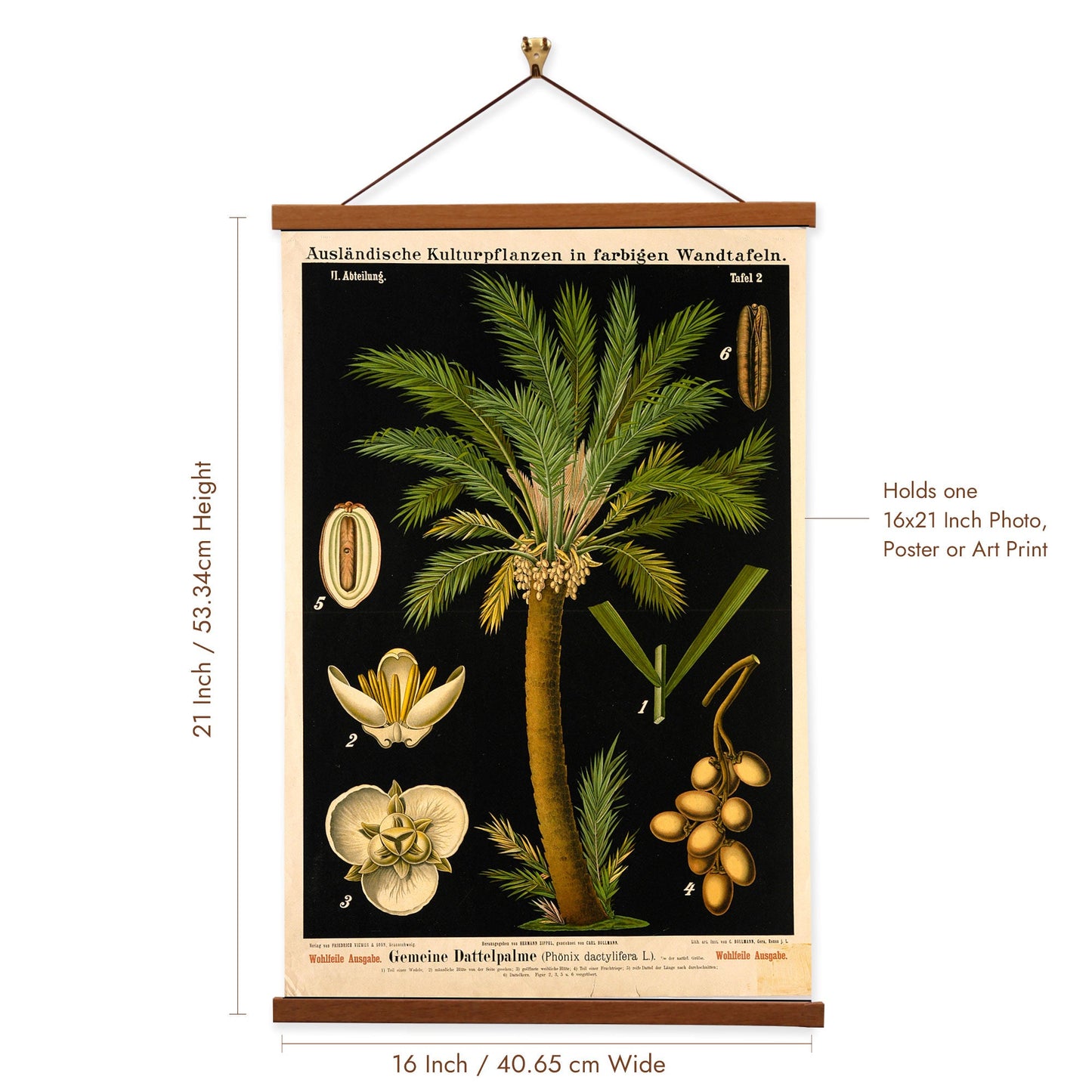 Date Palm Tree by Hermann Zippel and Carl Bollmann  Botanical Prints Canvas Wall Art with Magnetic Hanger