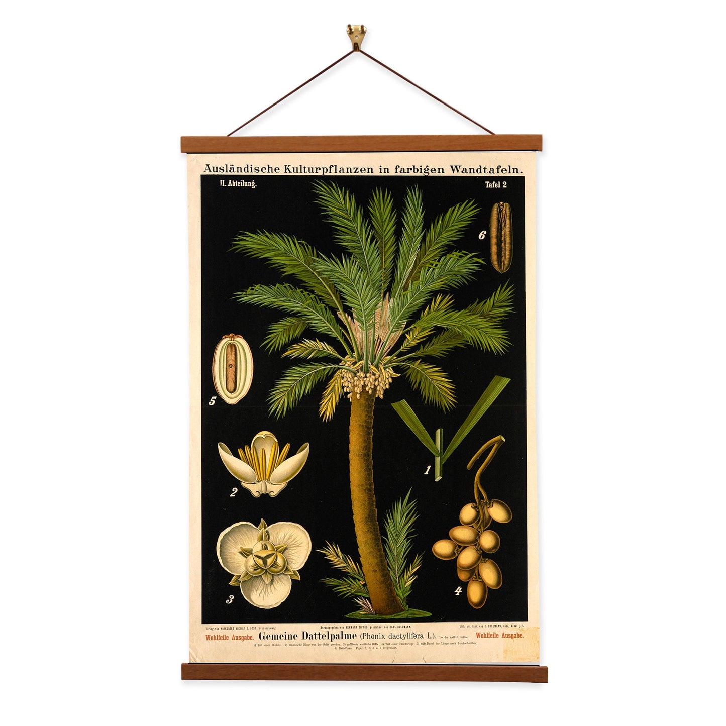 Date Palm Tree by Hermann Zippel and Carl Bollmann  Botanical Prints Canvas Wall Art with Magnetic Hanger