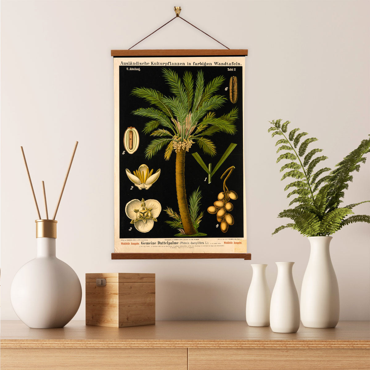 Date Palm Tree by Hermann Zippel and Carl Bollmann  Botanical Prints Canvas Wall Art with Magnetic Hanger