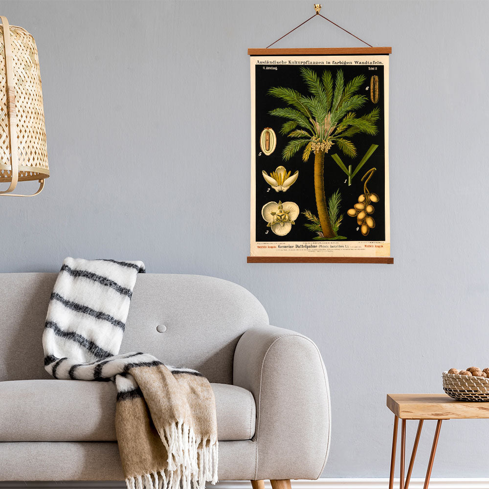 Date Palm Tree by Hermann Zippel and Carl Bollmann  Botanical Prints Canvas Wall Art with Magnetic Hanger