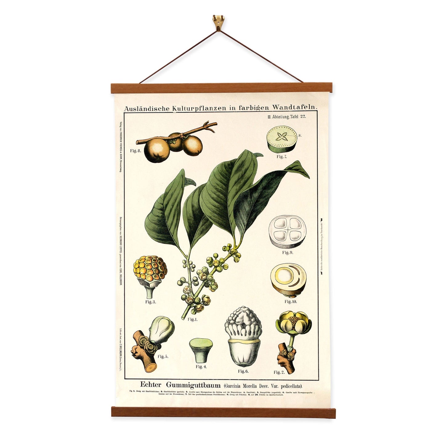Gamboge Fruit Tree by Hermann Zippel and Carl Bollmann  Botanical Prints Canvas Wall Art with Magnetic Hanger