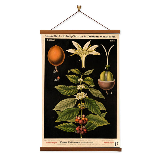 Coffee Tree by Hermann Zippel and Carl Bollmann  Botanical Prints Canvas Wall Art with Magnetic Hanger