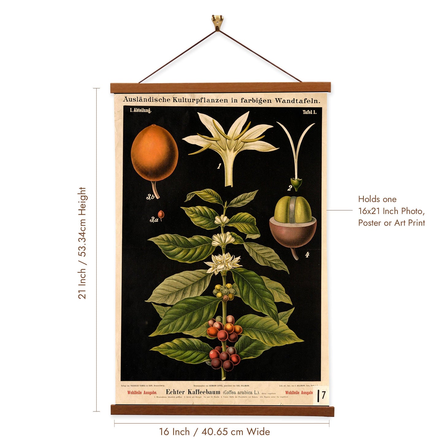 Coffee Tree by Hermann Zippel and Carl Bollmann  Botanical Prints Canvas Wall Art with Magnetic Hanger