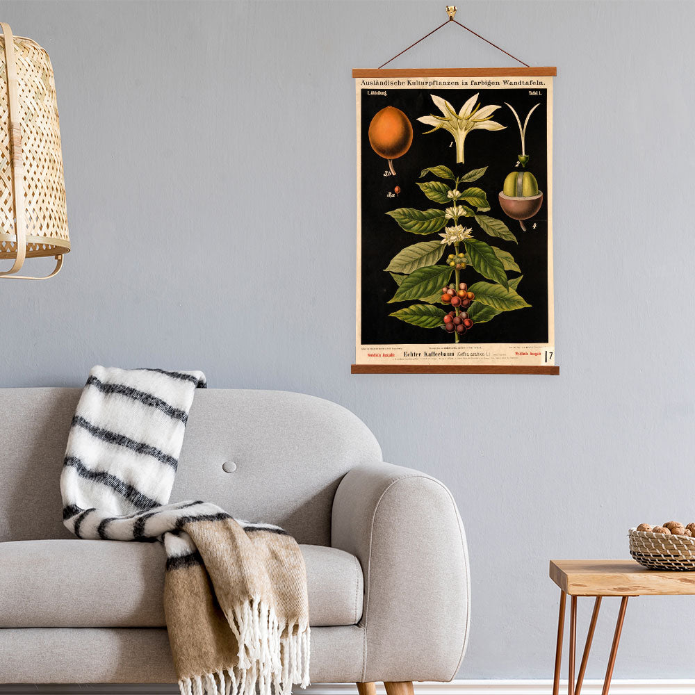 Coffee Tree by Hermann Zippel and Carl Bollmann  Botanical Prints Canvas Wall Art with Magnetic Hanger