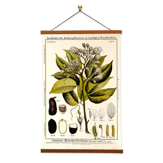 Locust Tree by Hermann Zippel and Carl Bollmann  Botanical Prints Canvas Wall Art with Magnetic Hanger