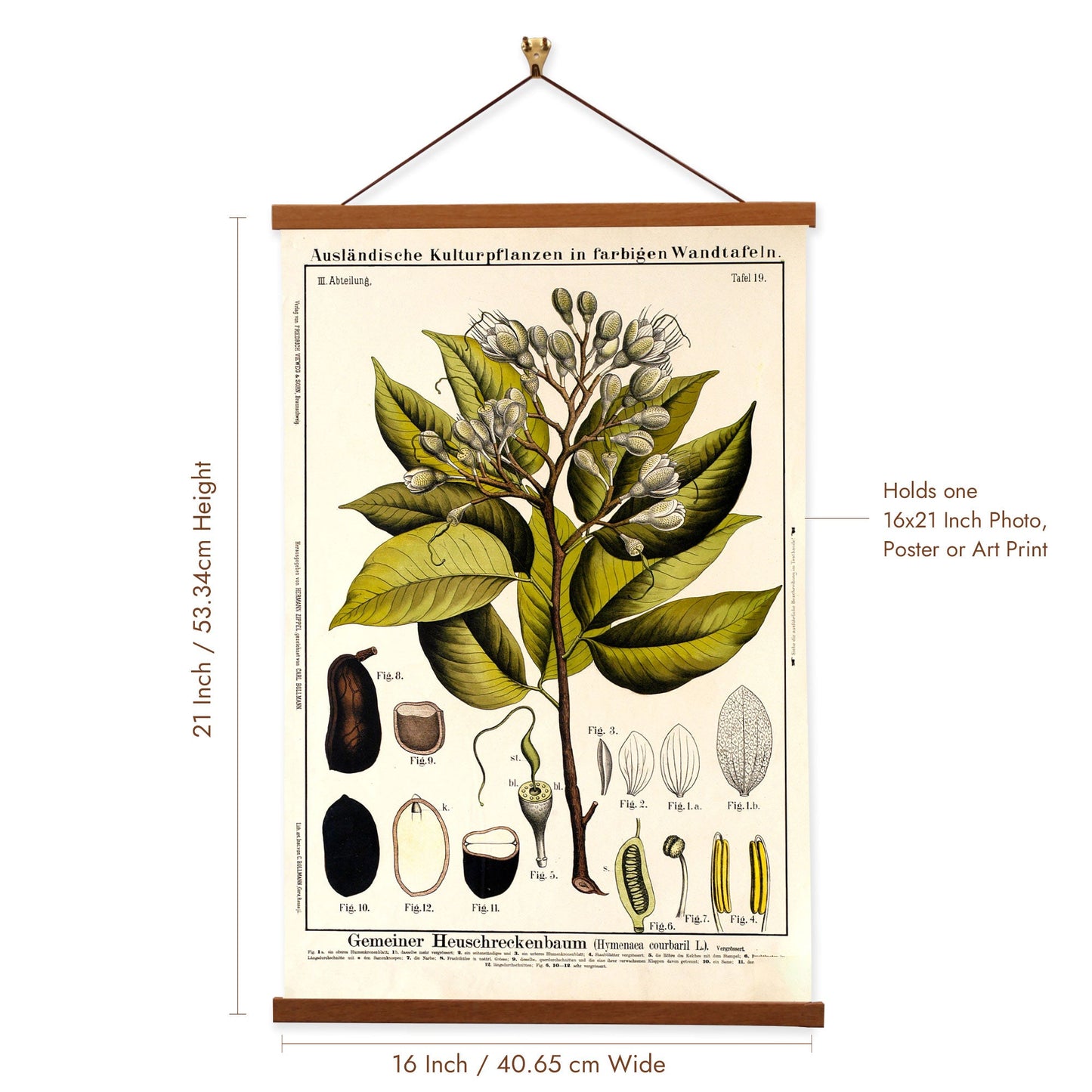 Locust Tree by Hermann Zippel and Carl Bollmann  Botanical Prints Canvas Wall Art with Magnetic Hanger