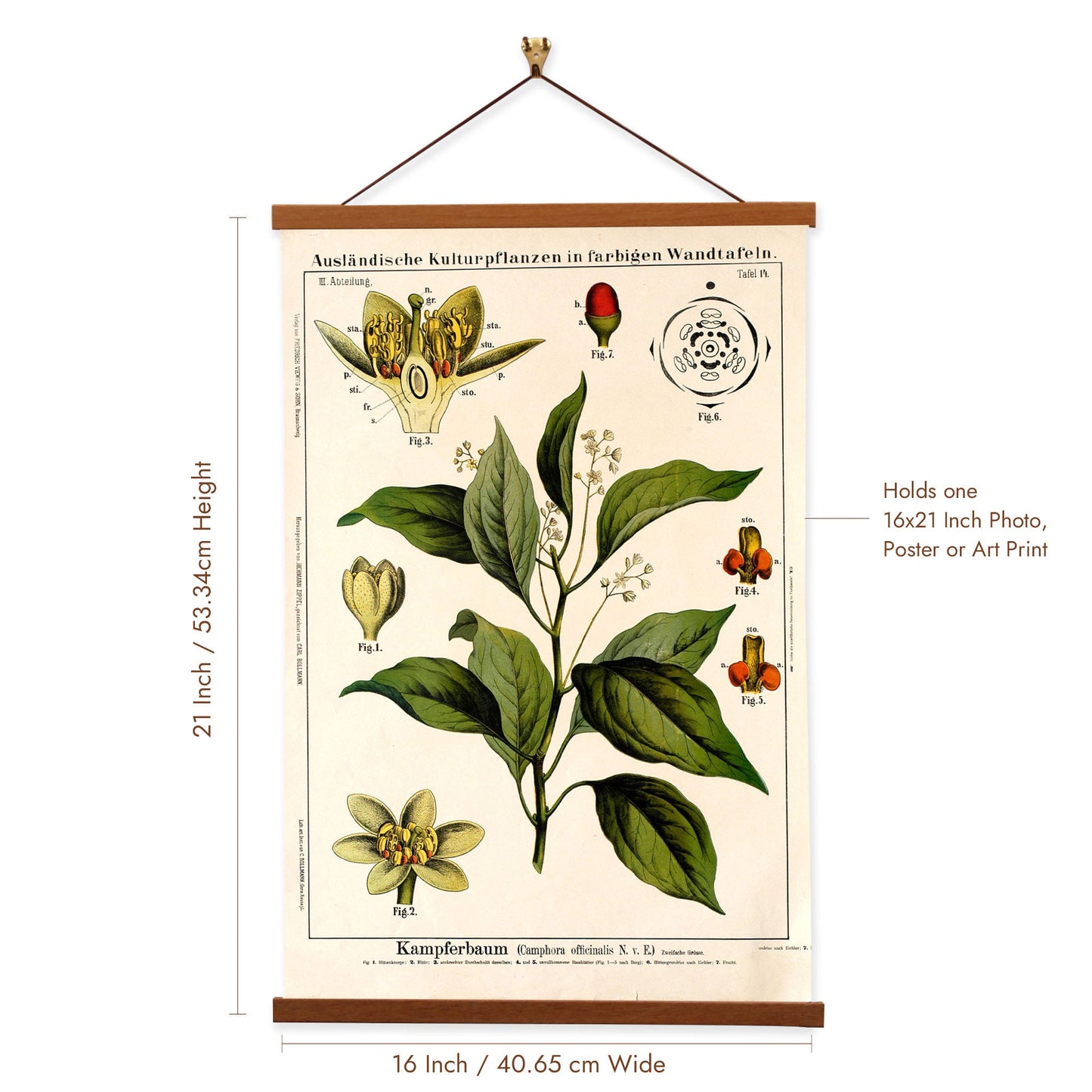 Camphor Tree by Hermann Zippel and Carl Bollmann  Botanical Prints Canvas Wall Art with Magnetic Hanger