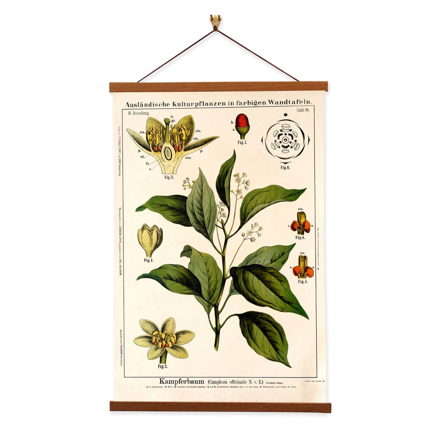 Camphor Tree by Hermann Zippel and Carl Bollmann  Botanical Prints Canvas Wall Art with Magnetic Hanger