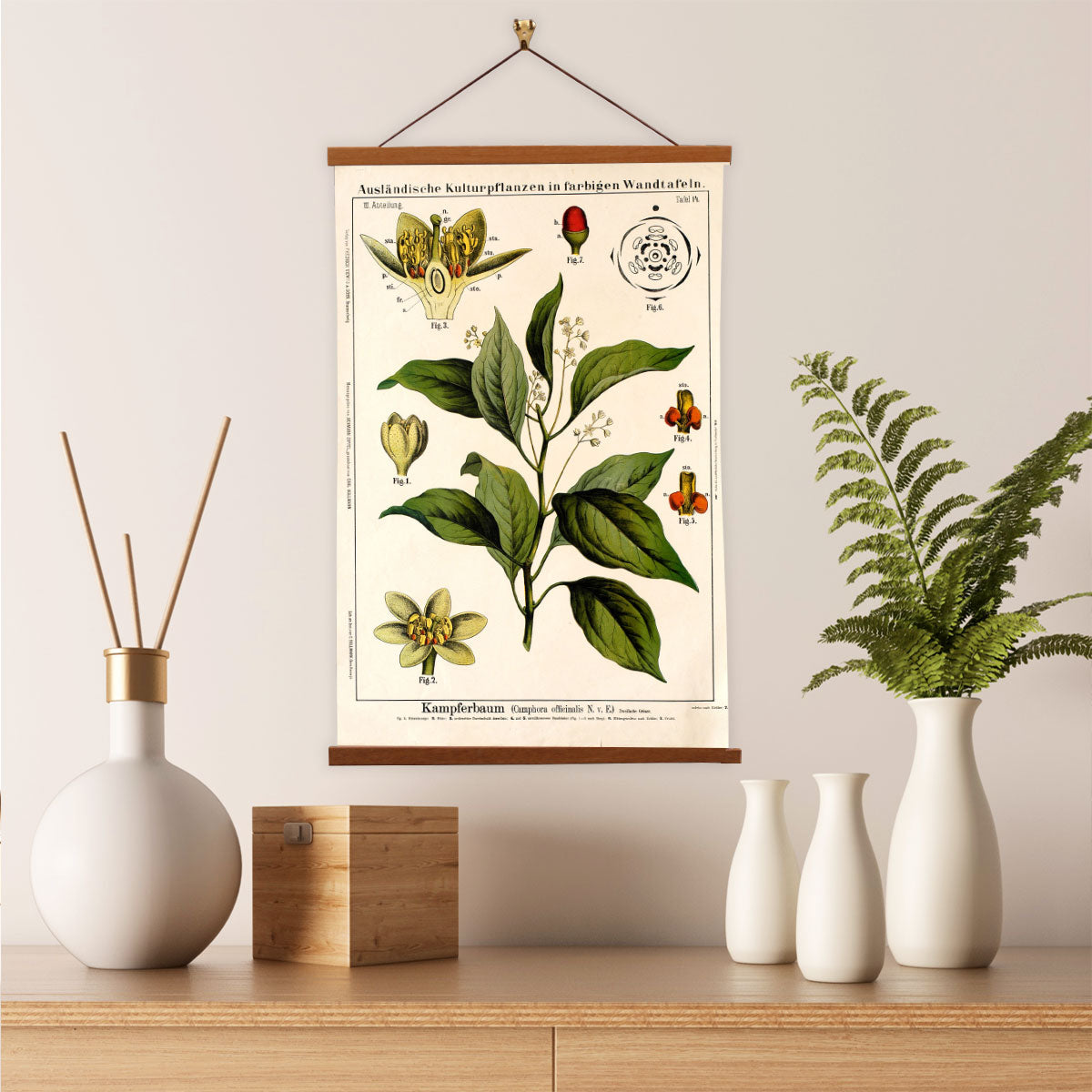 Camphor Tree by Hermann Zippel and Carl Bollmann  Botanical Prints Canvas Wall Art with Magnetic Hanger