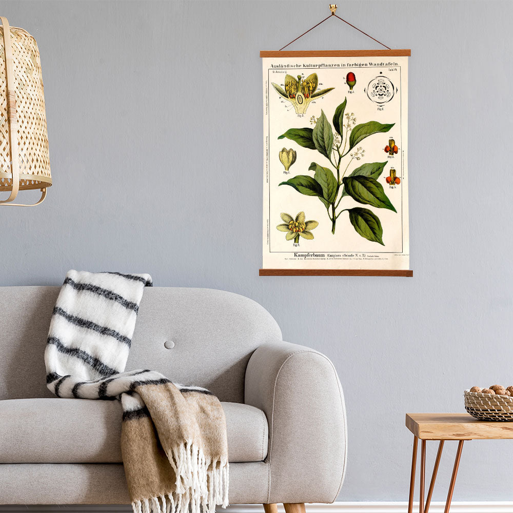 Camphor Tree by Hermann Zippel and Carl Bollmann  Botanical Prints Canvas Wall Art with Magnetic Hanger