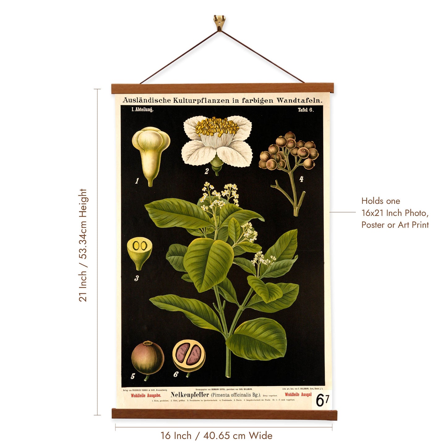 Jamaica Pepper Tree by Hermann Zippel and Carl Bollmann  Botanical Prints Canvas Wall Art with Magnetic Hanger