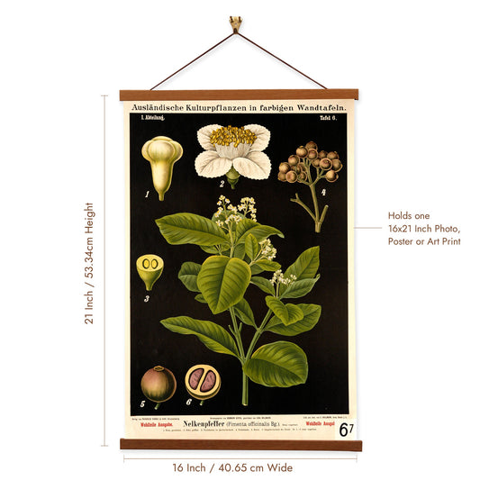 Jamaica Pepper Tree by Hermann Zippel and Carl Bollmann  Botanical Prints Canvas Wall Art with Magnetic Hanger