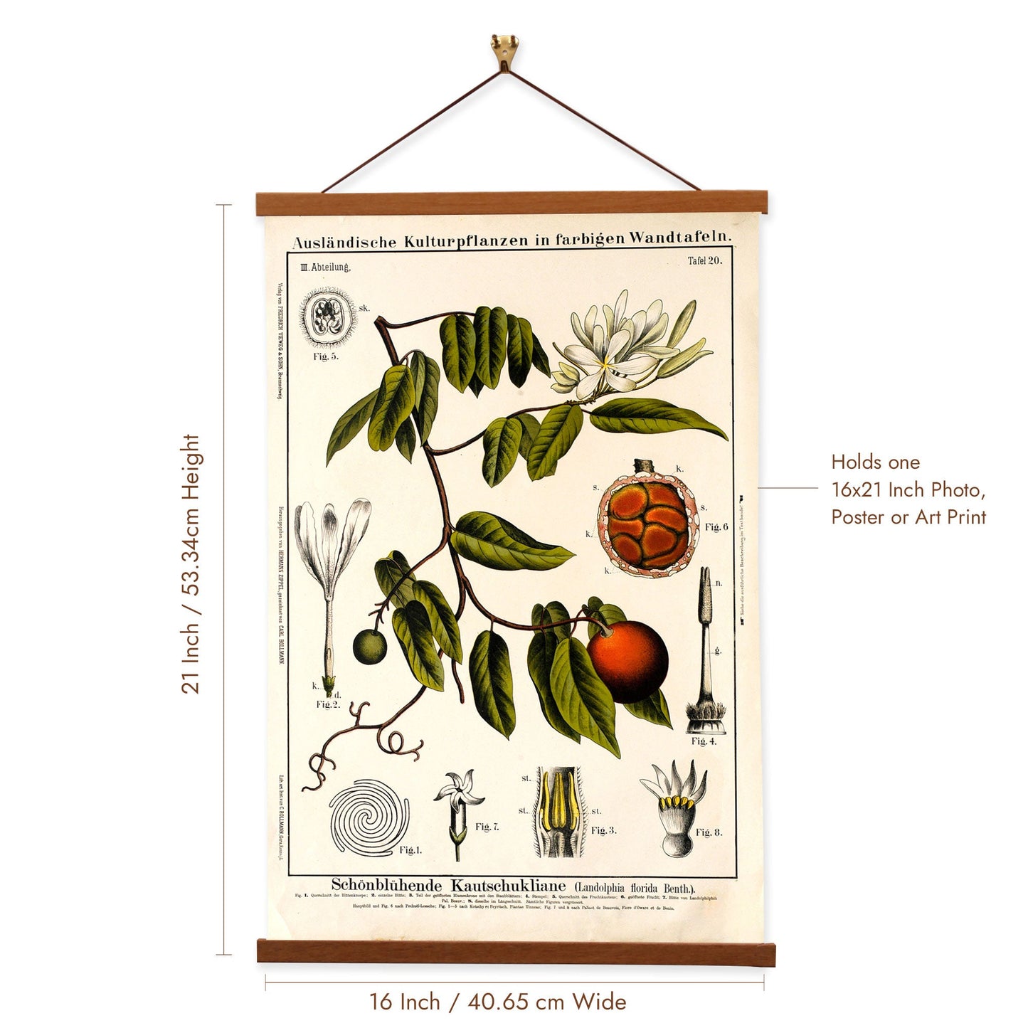 Rubber Vine Tree by Hermann Zippel and Carl Bollmann  Botanical Prints Canvas Wall Art with Magnetic Hanger