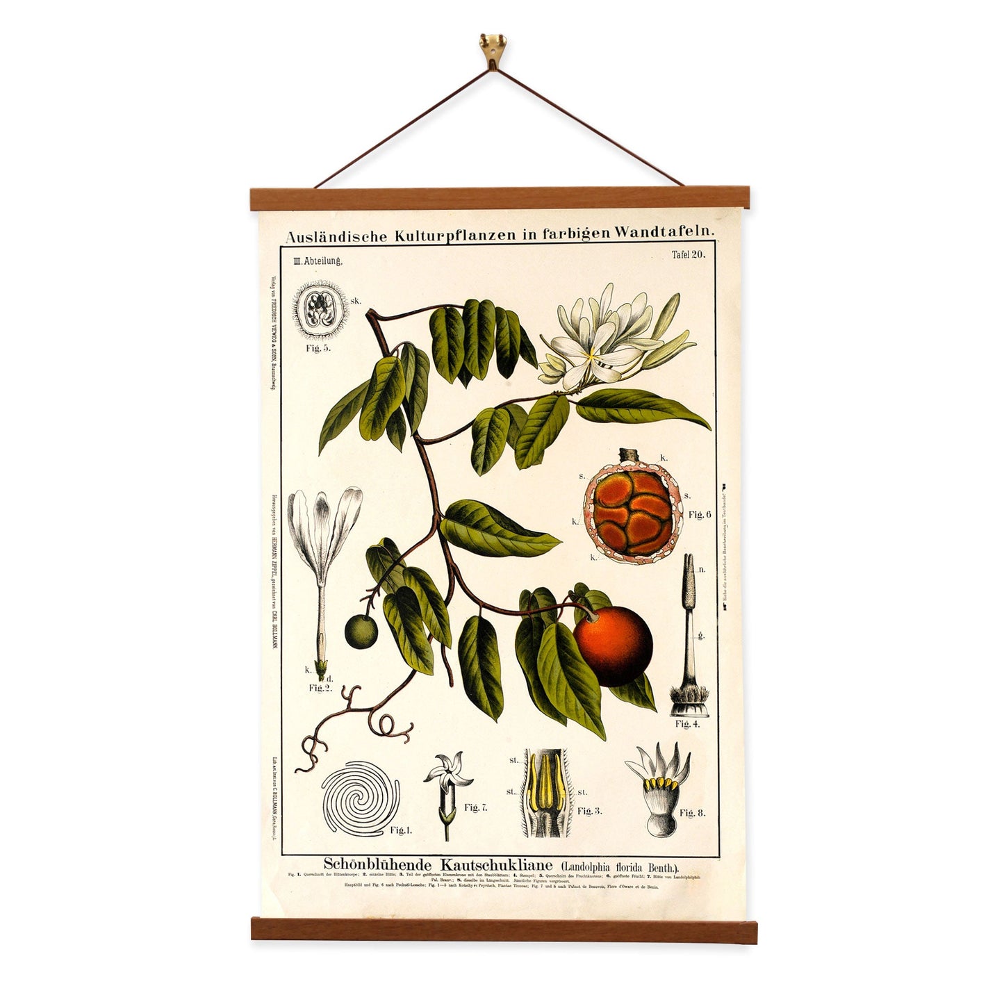 Rubber Vine Tree by Hermann Zippel and Carl Bollmann  Botanical Prints Canvas Wall Art with Magnetic Hanger