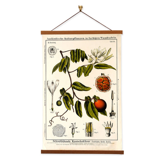 Rubber Vine Tree by Hermann Zippel and Carl Bollmann  Botanical Prints Canvas Wall Art with Magnetic Hanger