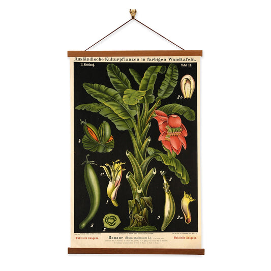 Banana Tree by Hermann Zippel and Carl Bollmann  Botanical Prints Canvas Wall Art with Magnetic Hanger