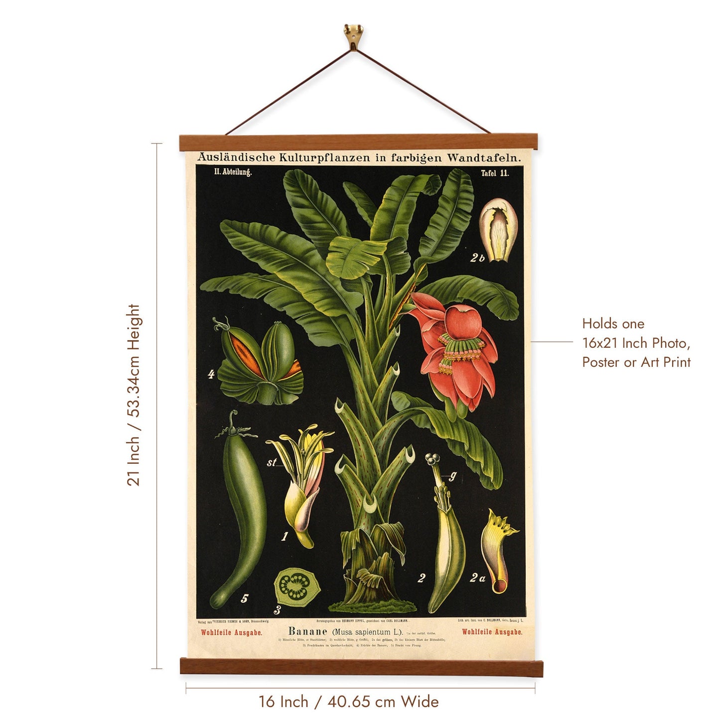 Banana Tree by Hermann Zippel and Carl Bollmann  Botanical Prints Canvas Wall Art with Magnetic Hanger