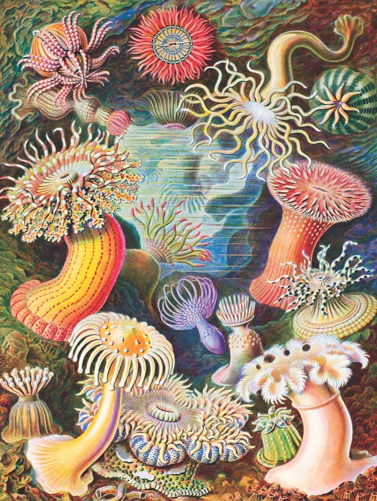 New York Puzzle Company - Sea Anemones - 1000 Piece Jigsaw Puzzle