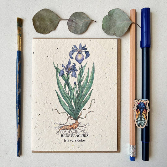 Small Victories - Blue Flag Iris Plantable Wildflower Seed Card