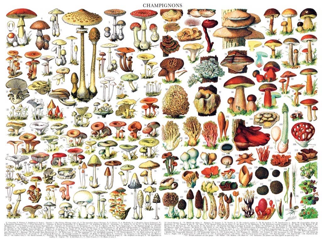 New York Puzzle Company - Mushrooms ~ Champignons