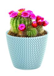 Buzzy Cactus Grow Kit