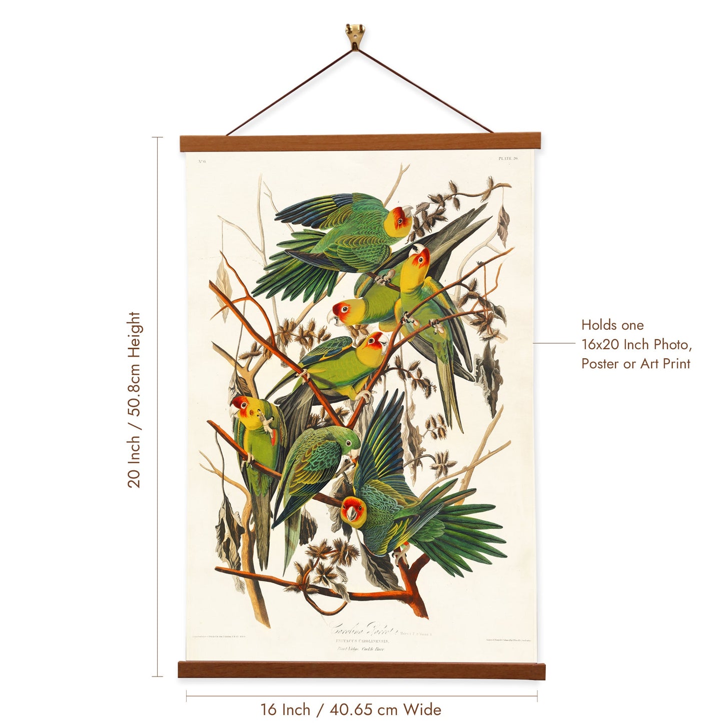 Carolina Parrot by John James Audubon