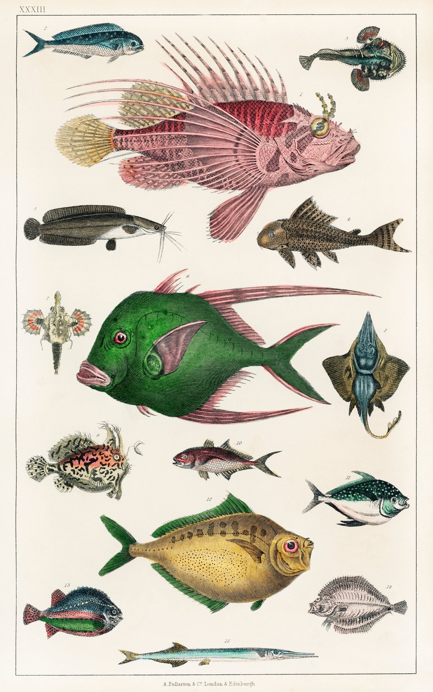 Collection of various fishes (No. 33) by Oliver Goldsmith