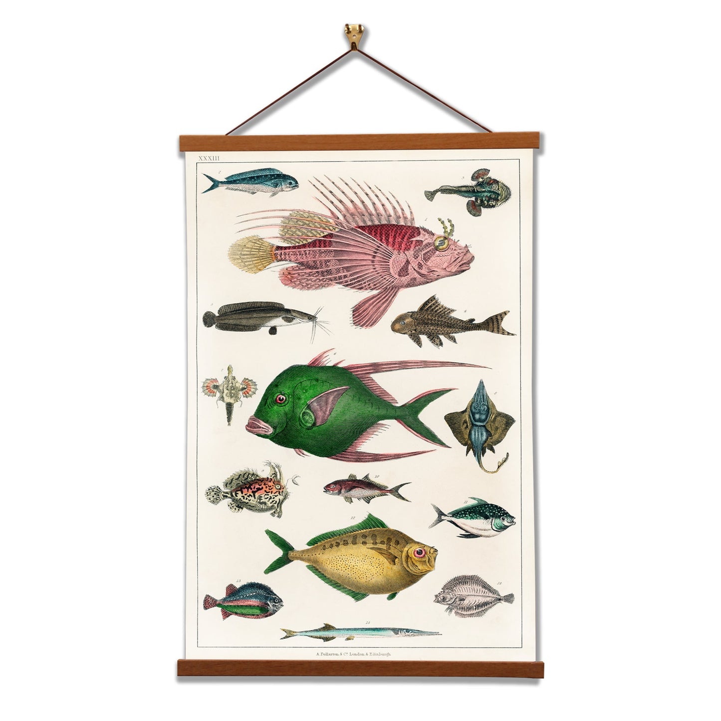 Collection of various fishes (No. 33) by Oliver Goldsmith